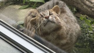 野生の輝き：対馬ヤマネコの魅力と現状