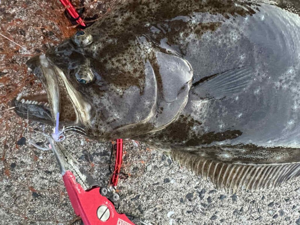 カマスサビキでヒラメが釣れた