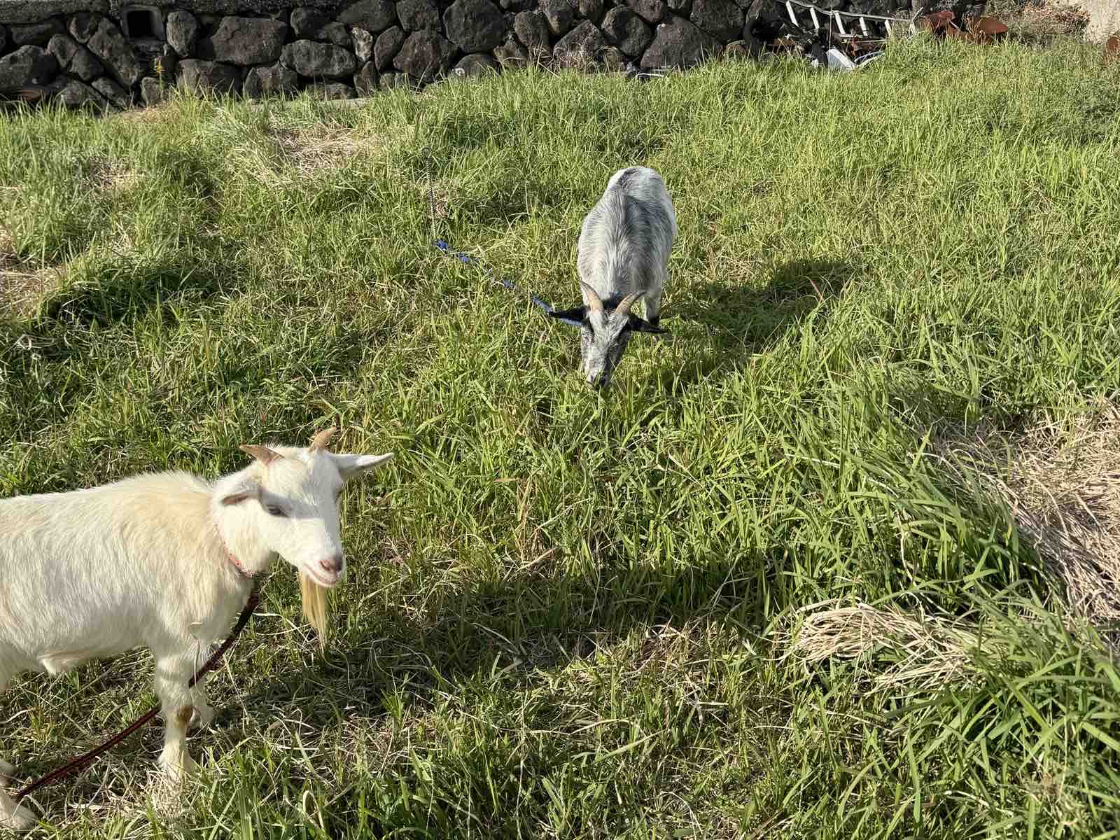 やぎ　ふれあい体験