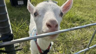 【山羊のお迎え旅】とうとう私、ヤギ飼いになる