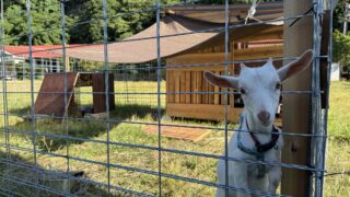 ヤギを飼ってからの1週間を振り返ってみる