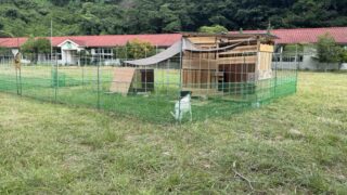 ヤギ小屋DIY｜ヤギ好き必見！愛ヤギのための小屋作りとアップデート記録